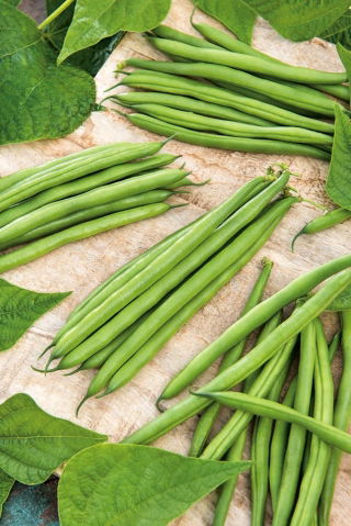Böna – Fineness - Phaseolus vulgaris L. - frön