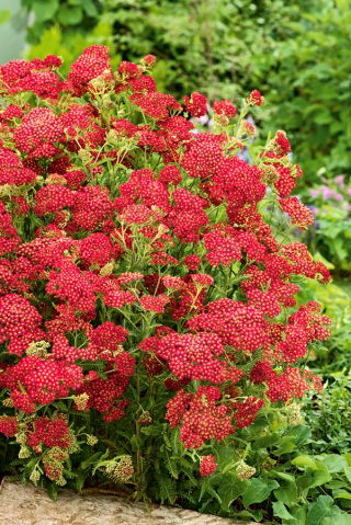 Siankärsämö - Paprika - Punainen - Achillea millefolium