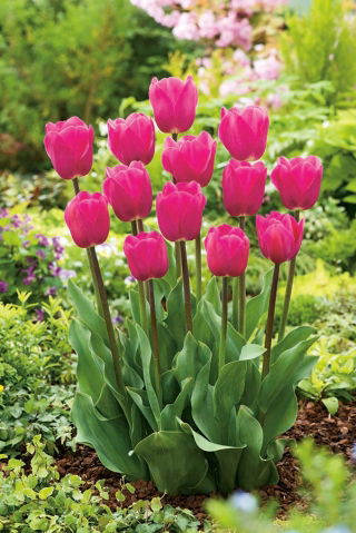 郁金香玫瑰 - 郁金香玫瑰 -  5个洋葱 - Tulipa Rose