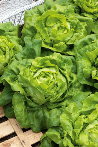 Lattuga cappuccina- Ewelina - Lactuca sativa L. var. Capitata - semi