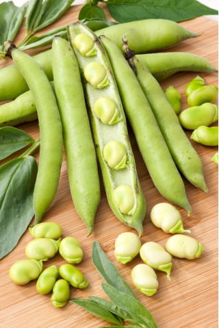 Broad bean "Bonus" - medium-early variety