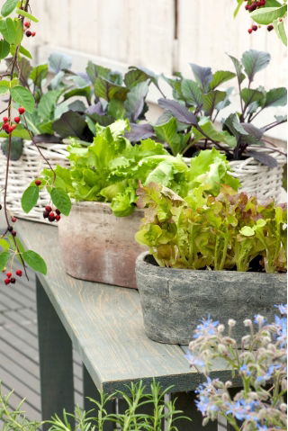 Kebun Mini - Daun potong yang gurih - untuk penanaman di balkon dan teras -  Cichorium intybus, Cichorium endivia, Brassica rapa var. japonica, Lactuca sativa - biji