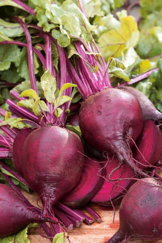 BIO - บีทรูท "ดีทรอยต์ 2" - ได้รับการรับรองเมล็ดอินทรีย์ - 500 เมล็ด - Beta vulgaris var. conditiva 