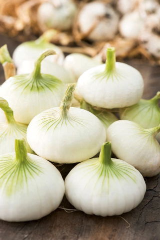 Valgomasis svogūnas - Aviv - 1000 sėklos - Allium cepa L.