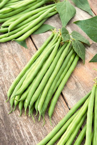Feijão - Esterka - Phaseolus vulgaris L. - sementes