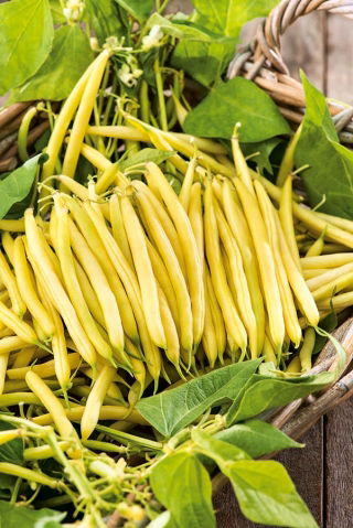 Dwarf French yellow bean "Gold Pantera"