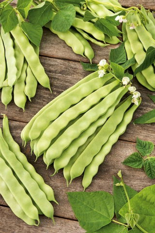Böna - Mistica - Phaseolus vulgaris L. - frön
