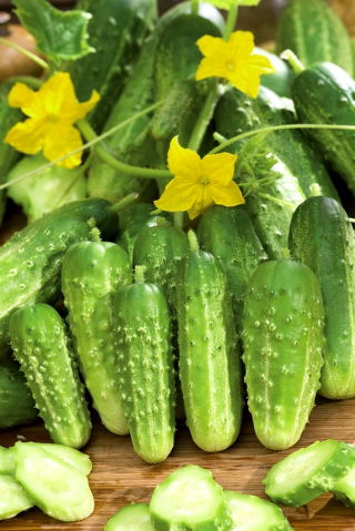 Polia, morenie uhorky "Rodos" - 225 semien - Cucumis sativus - semená