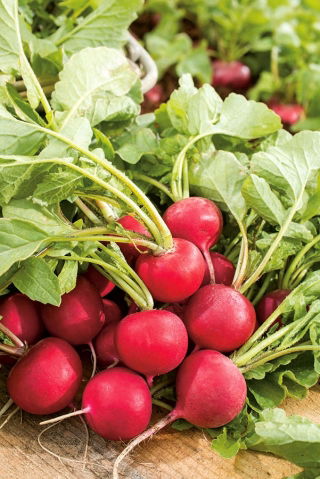Radish 'Tytania' - early variety, recommended particularly for spring and autumn cultures under covers