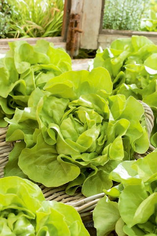 Botersla - Voorburg Wonder - Lactuca sativa L. var. Capitata - zaden