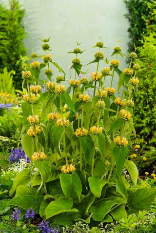 エルサレムセージの種子 -  Phlomis russeliana  -  20種子 - Phlomis L. - シーズ