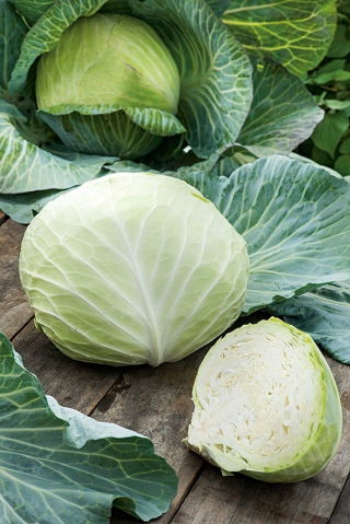 Біла капуста "Бенія" - компактні, смачні голови - Brassica oleracea convar. capitata var. alba - насіння