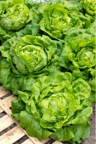 Lechuga mantecosa - Michalina - Cabezas grandes y tiernas, versátiles en la cocina - Semillas frescas