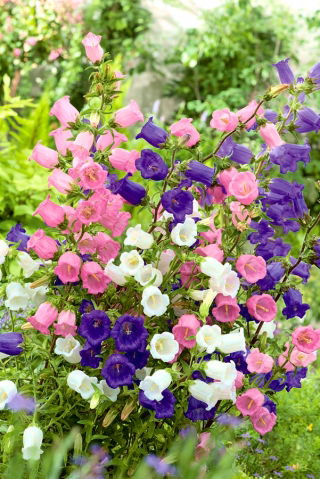 Canterbury bells "Medium" - การเลือกที่หลากหลาย - 
