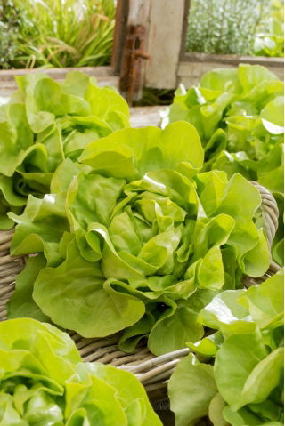 Polje maslene solate "Attractie" - 855 semen - Lactuca sativa L. var. Capitata - semena