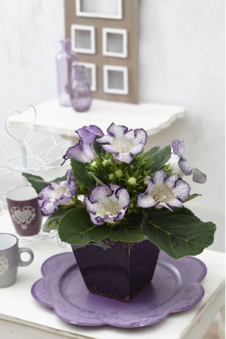 Gloxinia "Tigrinia Blue" - vitblå, fläckiga blommor; Canterbury klockor, sant gloxinia - 