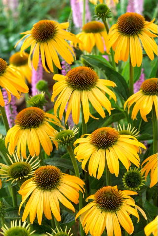 Echinacea, Coneflower Yellow