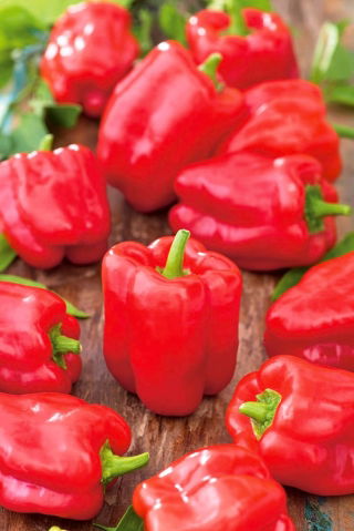 Capsicum - Ożarowska - 10 gram -  Capsicum annuum - zaden