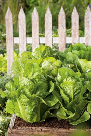 Romaine lettuce 'Valmaine' - rich in vitamins C and A