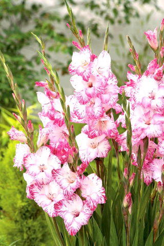 Gladiolus "My Love" - 5 pcs