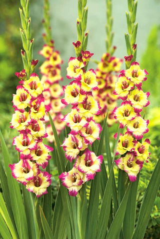 Gladiolo "Zita" - 5 piezas - 