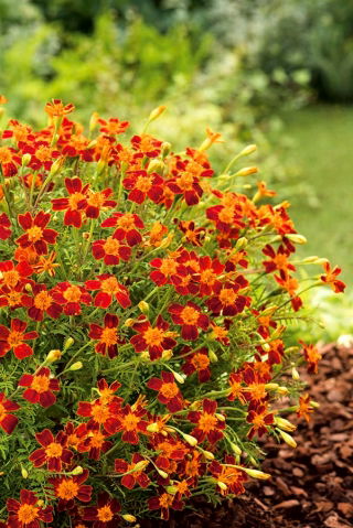 Semănătoare galbenă "Talizman" - mahon - Tagetes tenuifolia - semințe