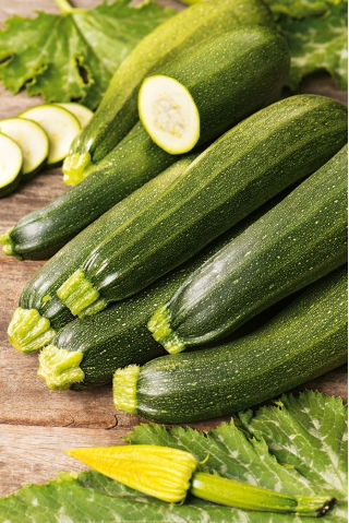 Zucchini - Zuboda - Früh, ertragreich und robust - Samen