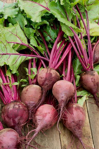 Punajuurikas - Moulin Rouge - Beta vulgaris - siemenet