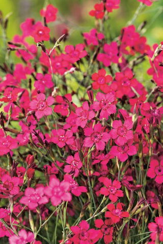 Heide-Nelke Flashing Light - Dianthus deltodies - 330 Samen