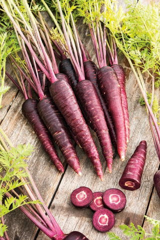 Carrot Deep Purple seeds - Daucus carota var. sativus - 425 seeds
