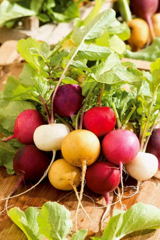 萝卜混合种子 -  Raphanus sativus  -  850种子 - Raphanus sativus L. - 種子