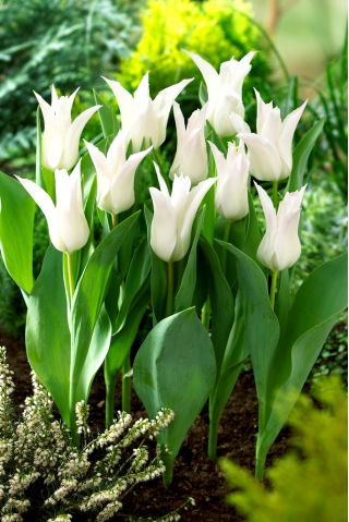 Tulp 'Tres Chic' - 5 st - 