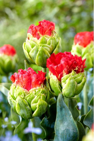 Tulip Bull&#39;s Eye - büyük paket! - 50 parça - 