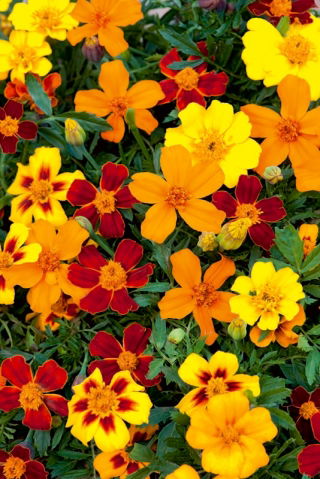 Marigold "Disco" - low growing, single flowered variety mix
