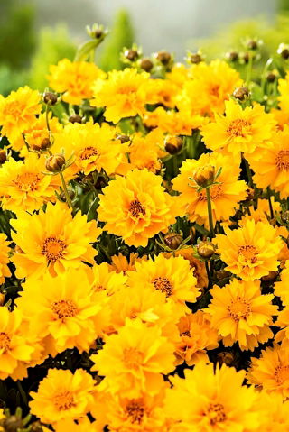 Semi di zecca a fiore grande "Presto" - fiore doppio - 