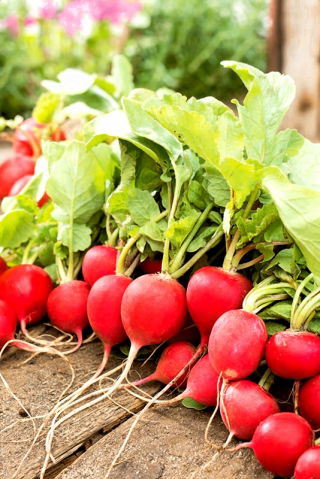 Radish Rota - Roma - red round roots