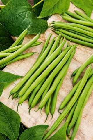 矮绿色法国菜豆Muza-无串品种 - 