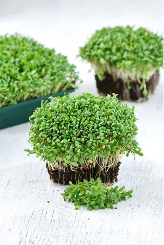 Microgreens - Alfalfa - junge, einzigartig schmeckende Blätter - 1 kg - 