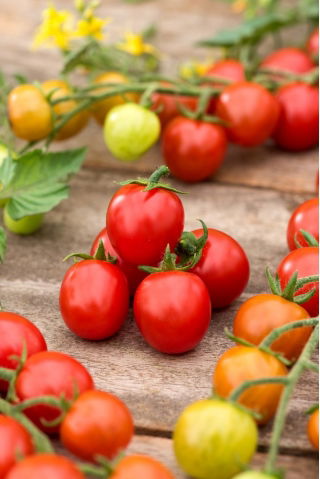 Tomato 'Curranto F1' - 250 semen - profesionální semena pro každého - 