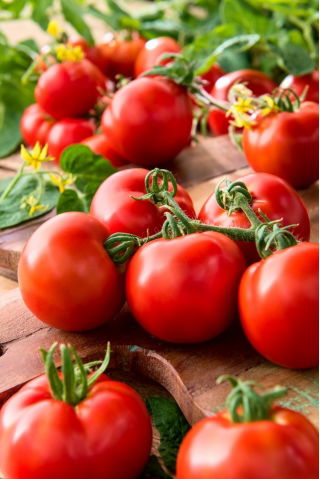 Tomato 'Gallant F1' - 250 profesionálních semen pro každého - 
