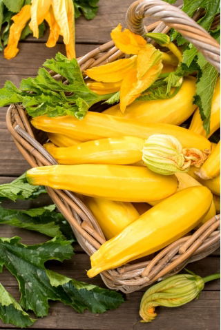 Courgette 'Paladin F1' - 100 grams - professional seeds for everyone; zucchini