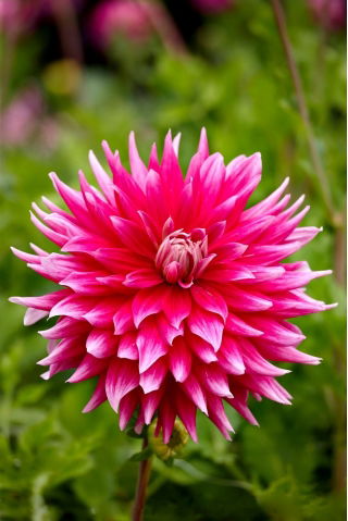 Dahlia - Ac sötét ló
