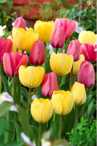 Set tulipano rosa e fiori gialli - 50 pezzi - 