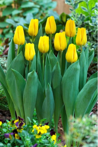 "Caractere" tulipan - 50 løk