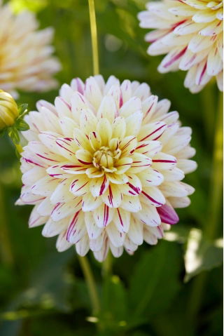 Dahlia - Creme Silence