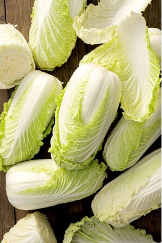 Pacifiko F1 BIO napa cabbage - early variety - certified organic seeds