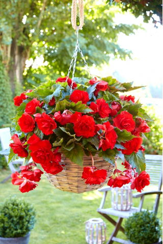 Trailing begonia - red - large package! - 20 pcs