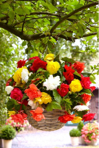 Trailing begonia - colour mix - large package! - 20 pcs