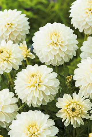 Dalia bianca - Dalia bianca - Confezione XL! - 50 pezzi