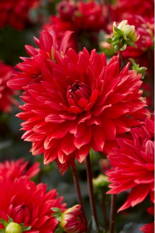 Dahlia - Garden Wonder - ¡paquete grande! - 10 piezas
